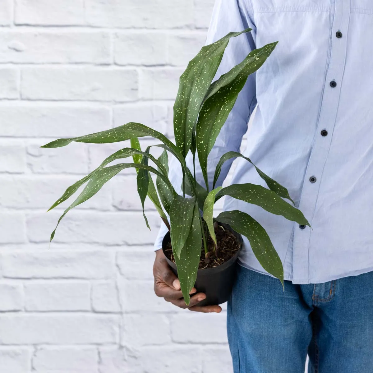 Speckled Cast Iron Plant