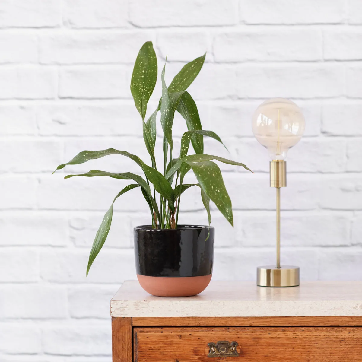 Speckled Cast Iron Plant