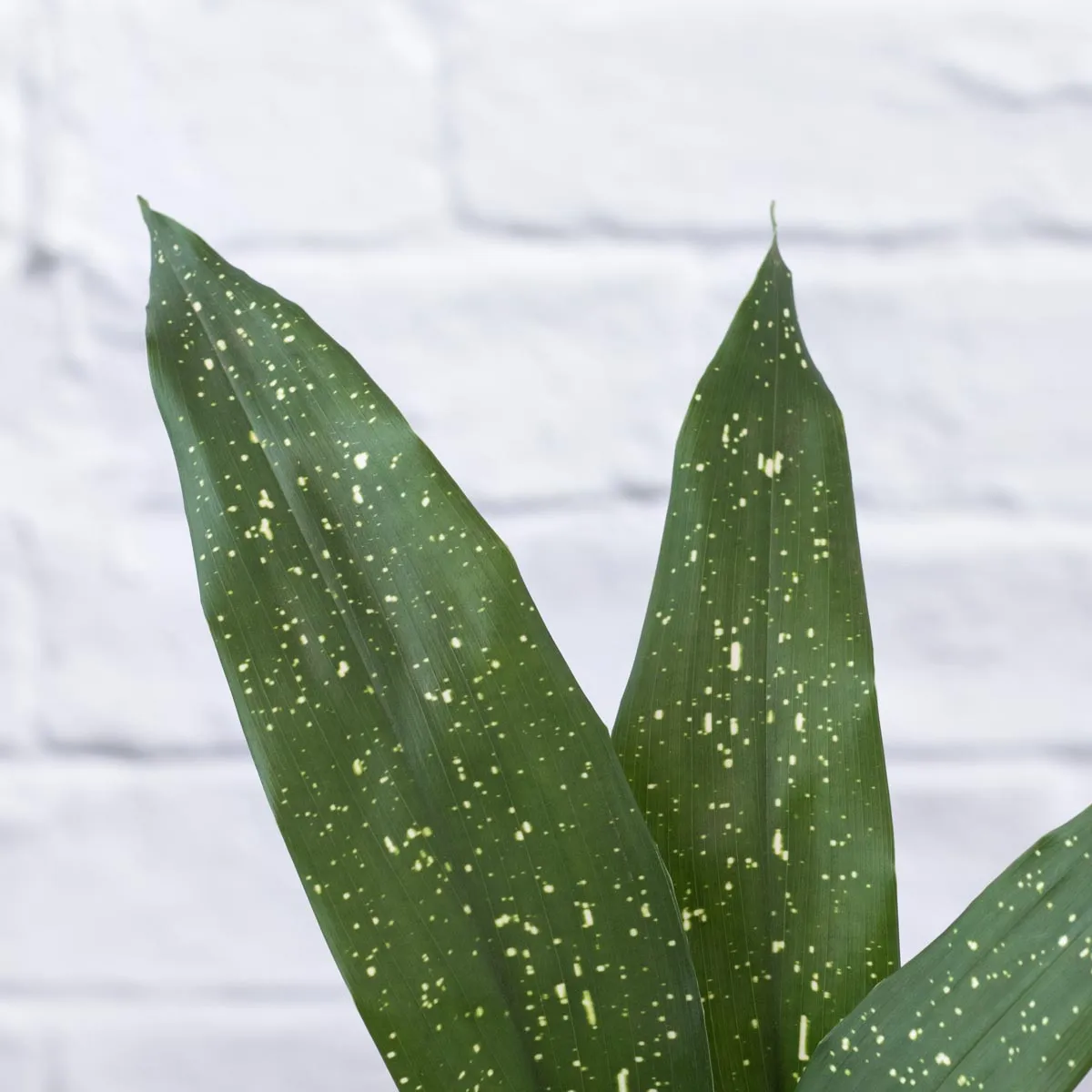Speckled Cast Iron Plant