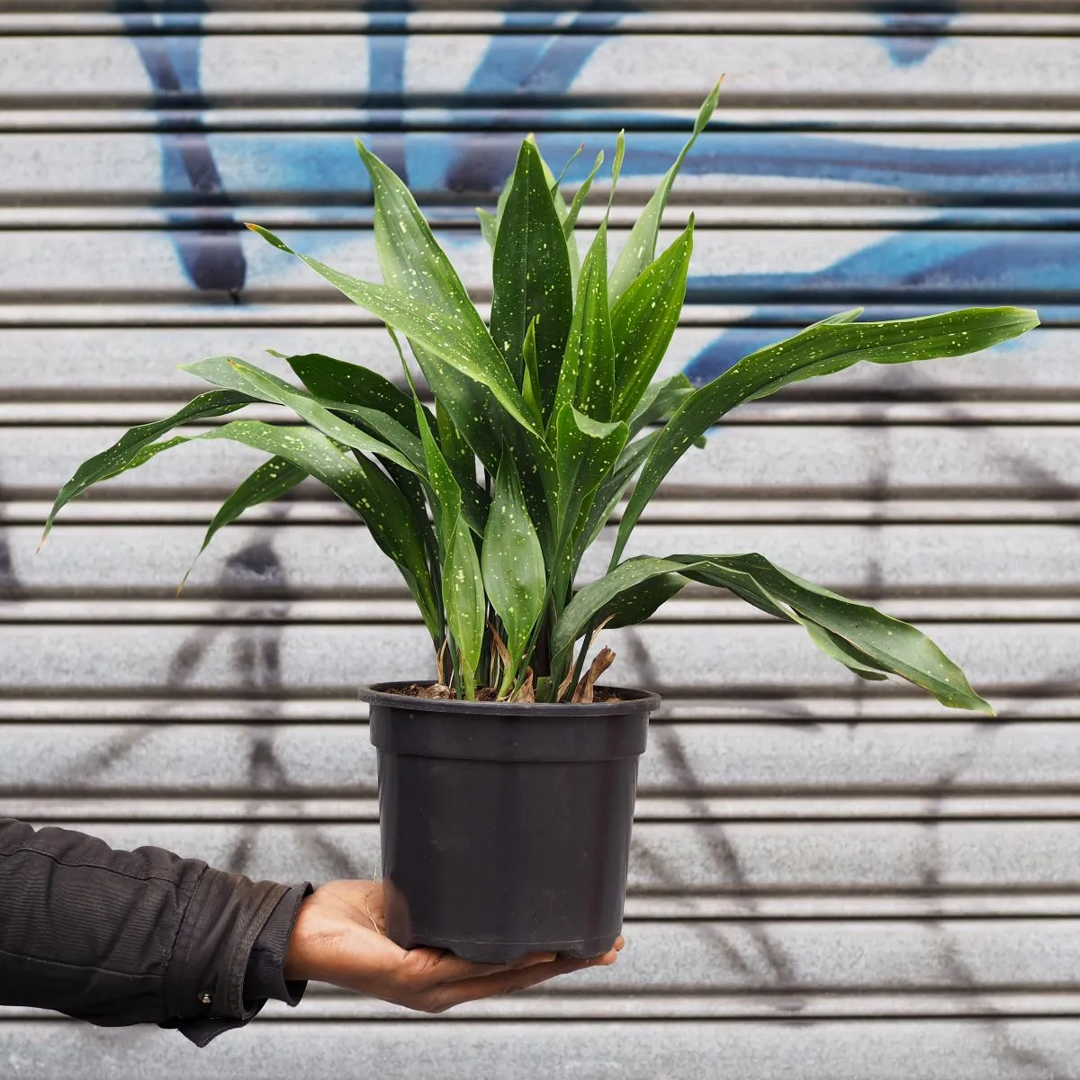 Speckled Cast Iron Plant