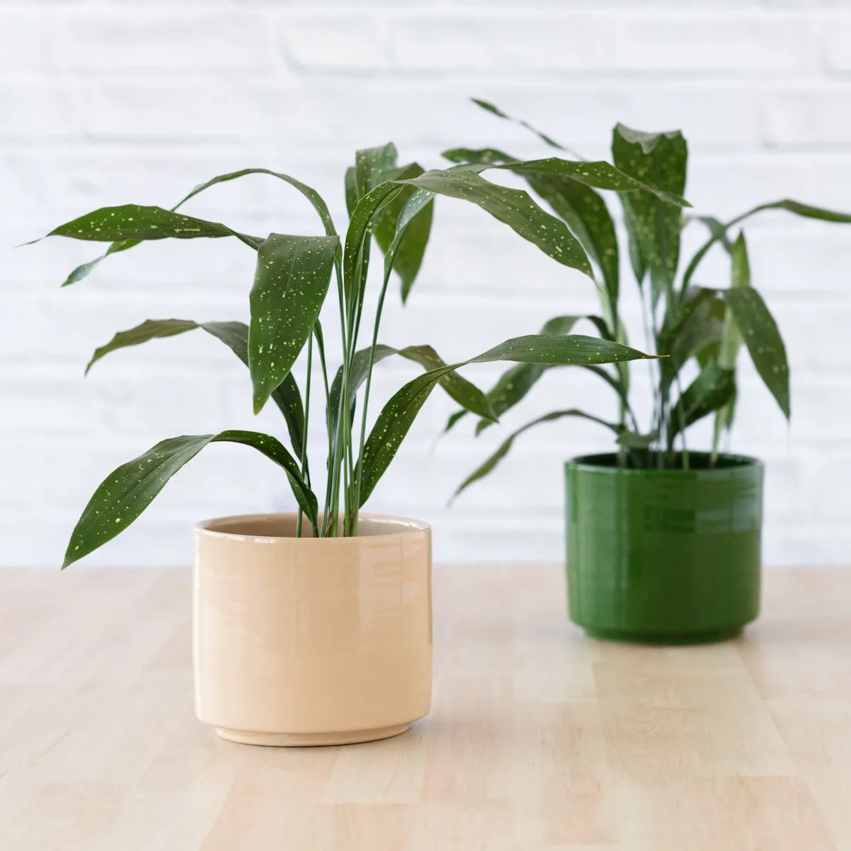 Speckled Cast Iron Plant