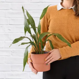 Speckled Cast Iron Plant